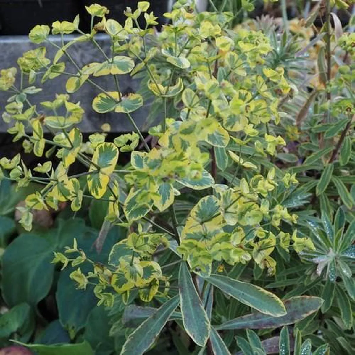 Euphorbia x martini Ascot Rainbow