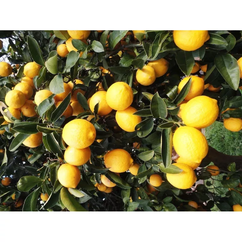 Eureka Lemon Tree in 1/2 Gallon Pot – Citrus limon – Florida Shipping Only – Fruiting Variety for Home Gardens and Patios
