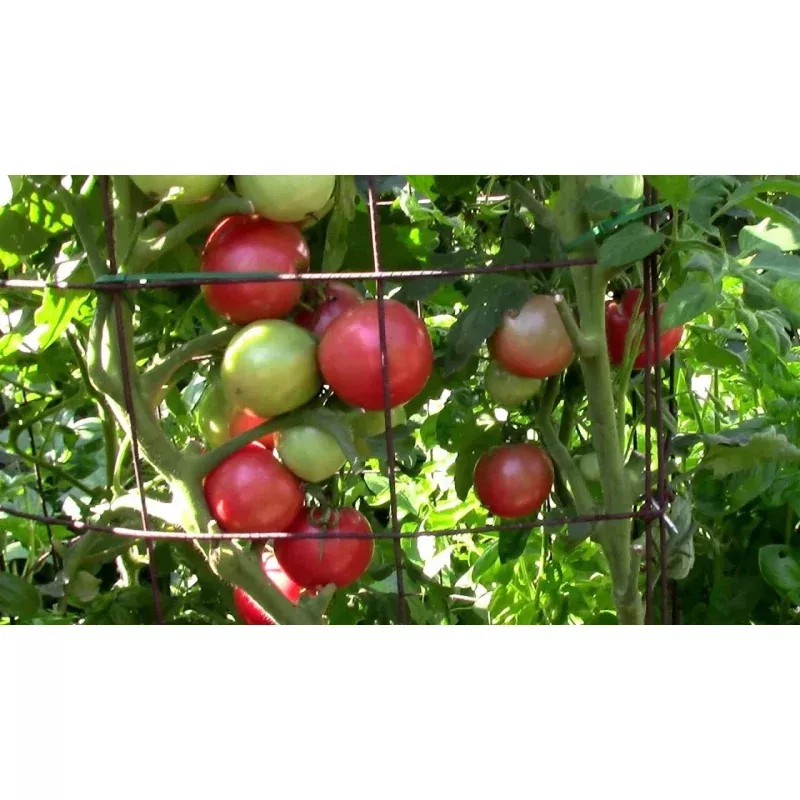 Eva Purple Ball Tomato Seeds – Non-GMO Heirloom Variety