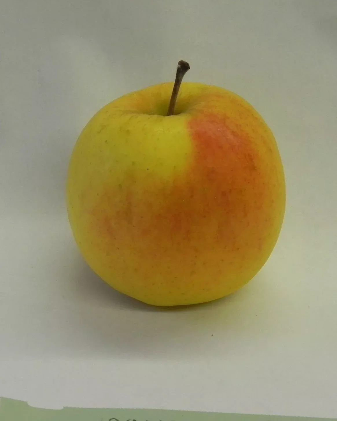 Evangeline Apple