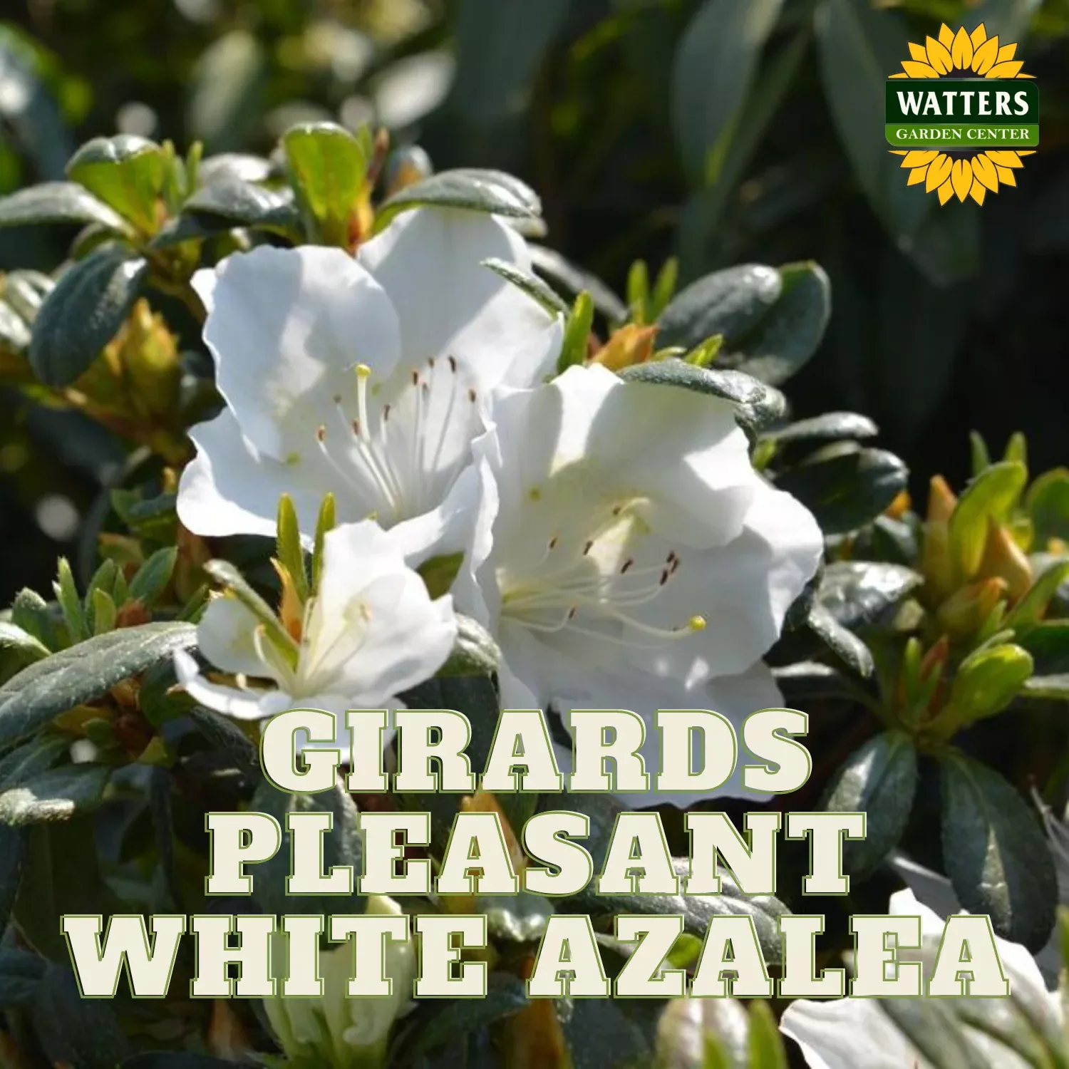 EVER GIRARDS PLEASANT WHITE AZALEA 3gal
