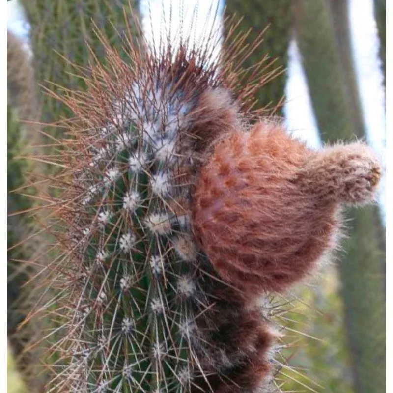 Facheiroa pilosa SEEDS