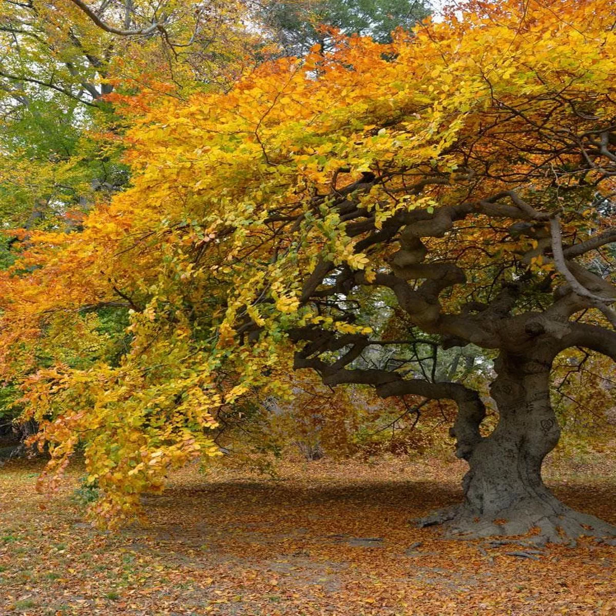 Fagus grandifolia