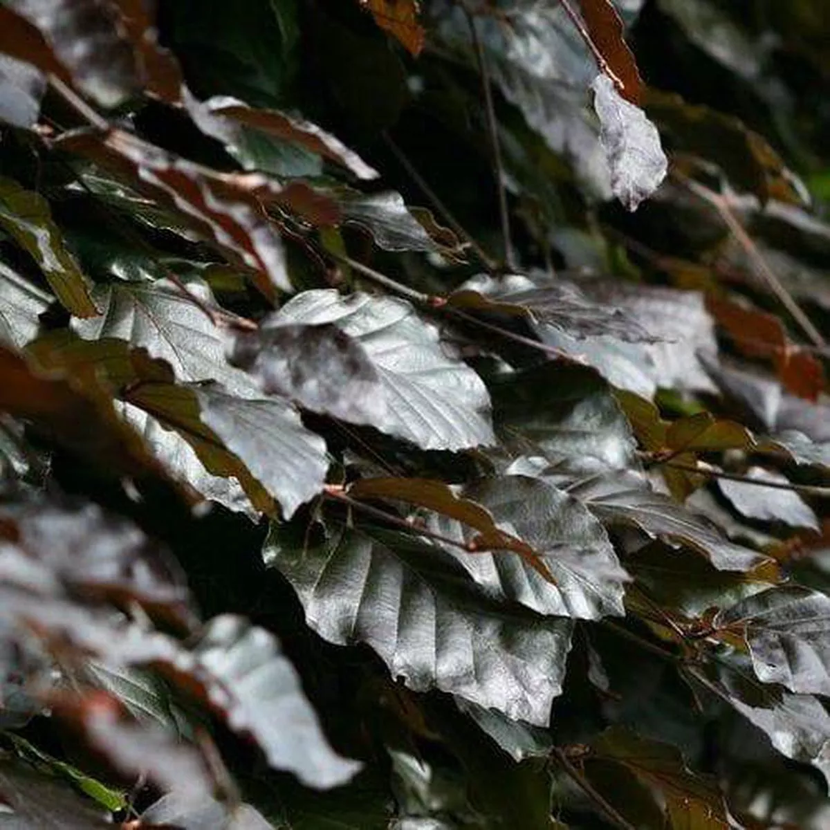 Fagus sylvatica Atropunicea – Copper Beech 2L Pot (1-2ft)