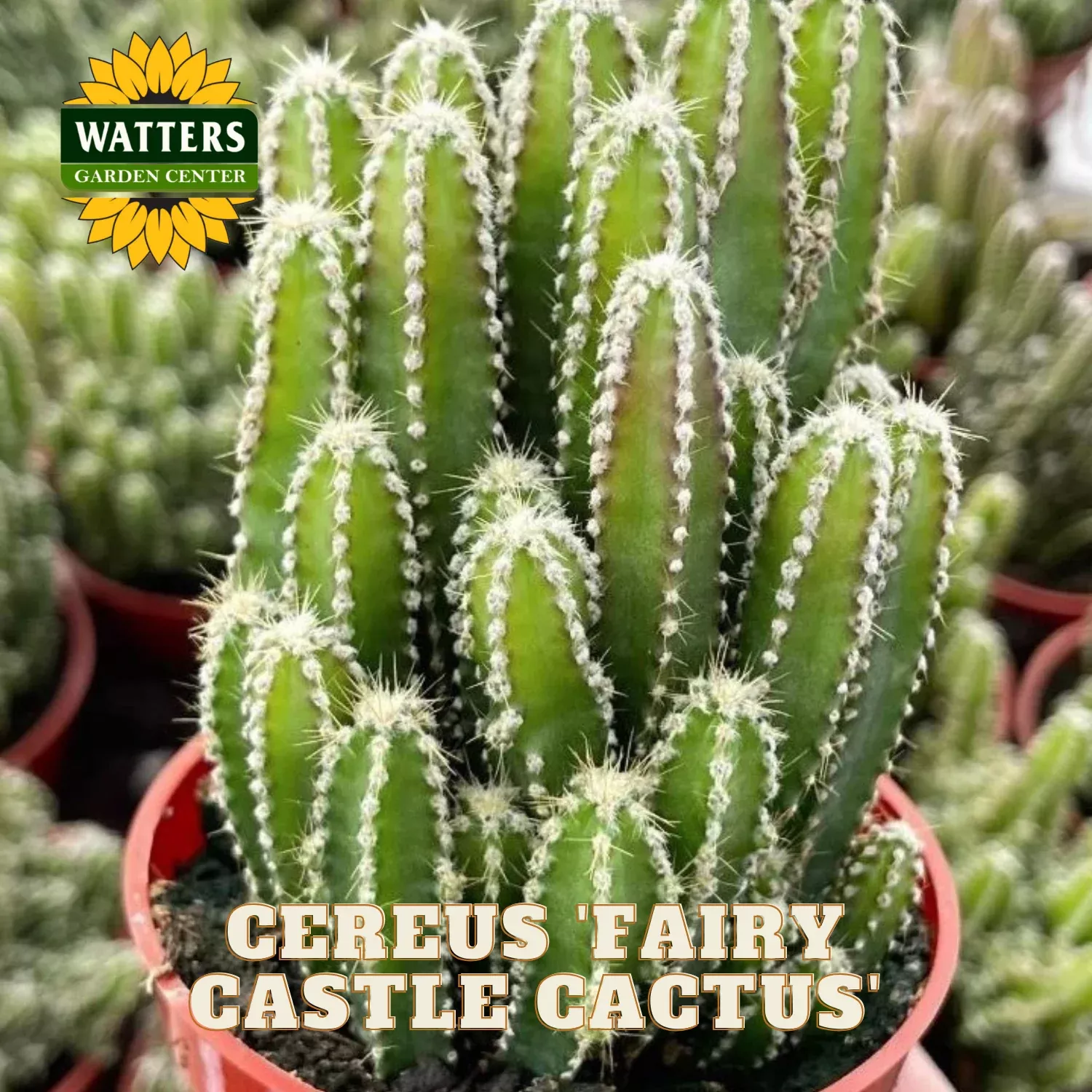 FAIRY CASTLE CACTUS 3in
