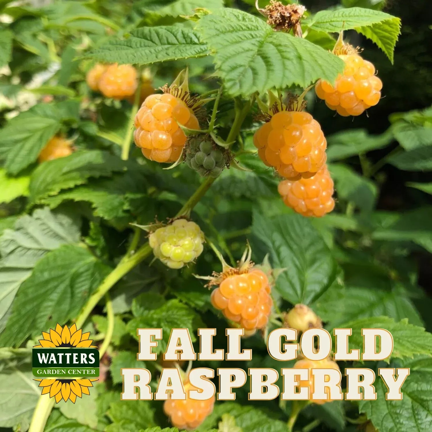 FALL GOLD RASPBERRY 1gal