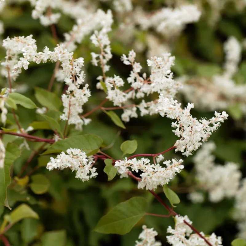 Fallopia baldschuanica - Russian Vine