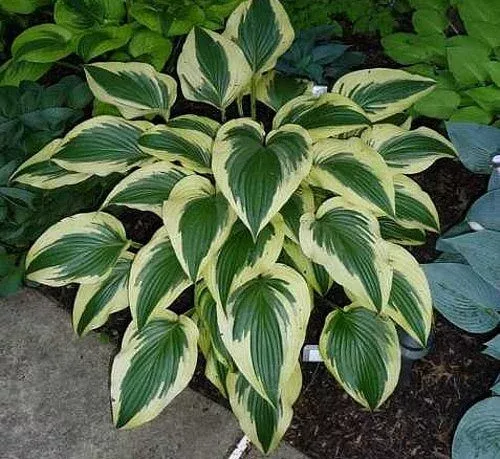 Fantabulous Hosta