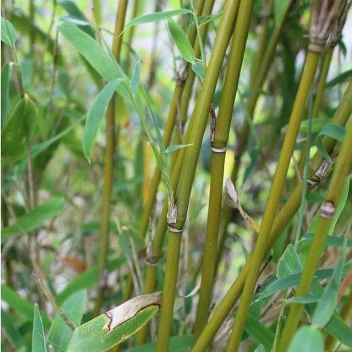 Fargesia murielae Jumbo
