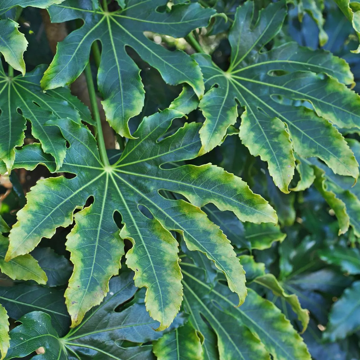 Fatsia Camouflage | 3L Pots