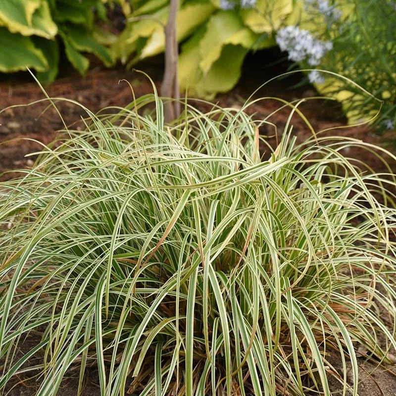 Feather Falls Sedge