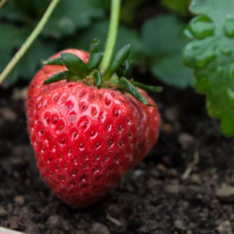 ‘Fenella’ Strawberry Plants