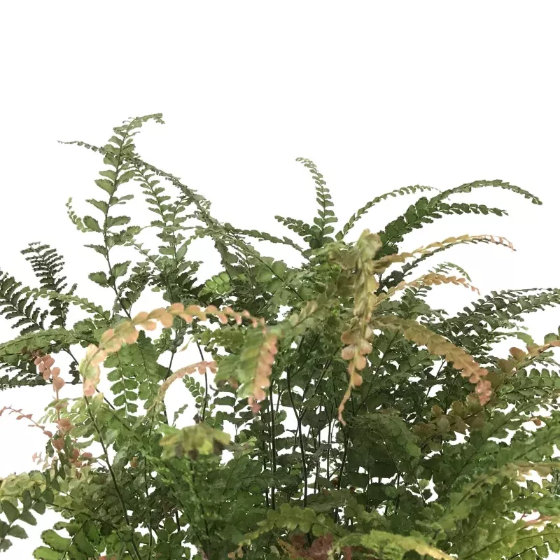 Fern, 6in, Maidenhair Ruby