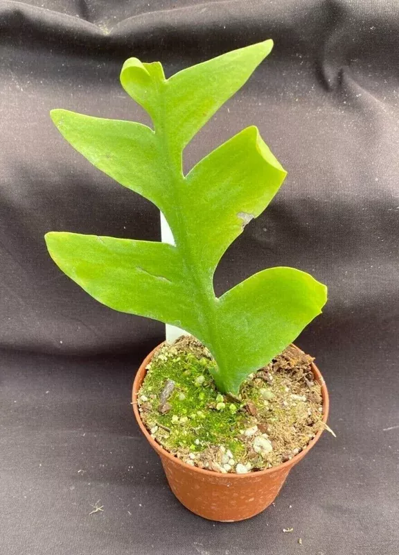 Fern Leaf Cactus Live Plant – Selenicereus chrysocardium – 3 inch Pot