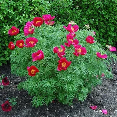 Fernleaf Peony