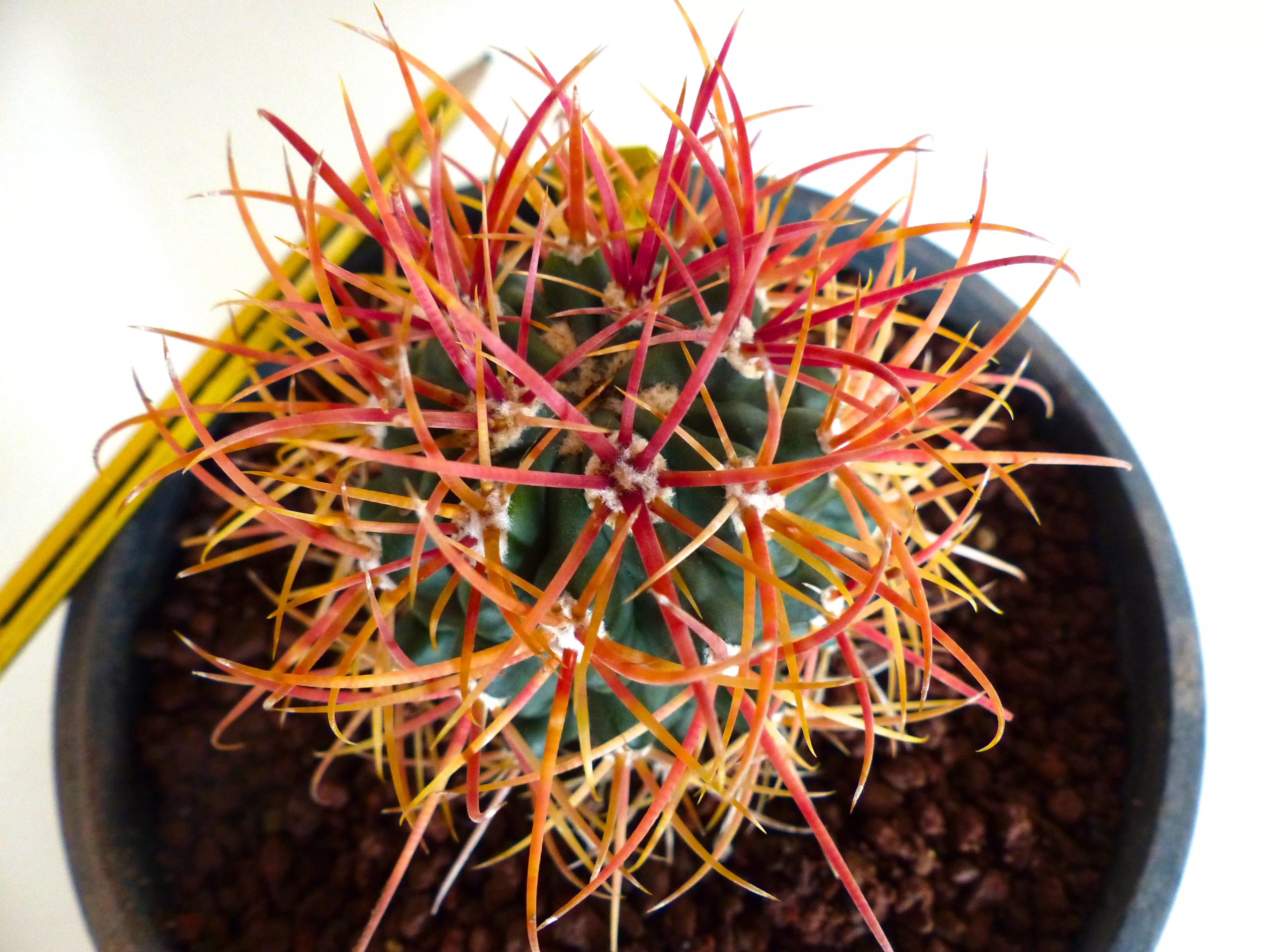 Ferocactus chrysacanthus ORANGE-RED spines