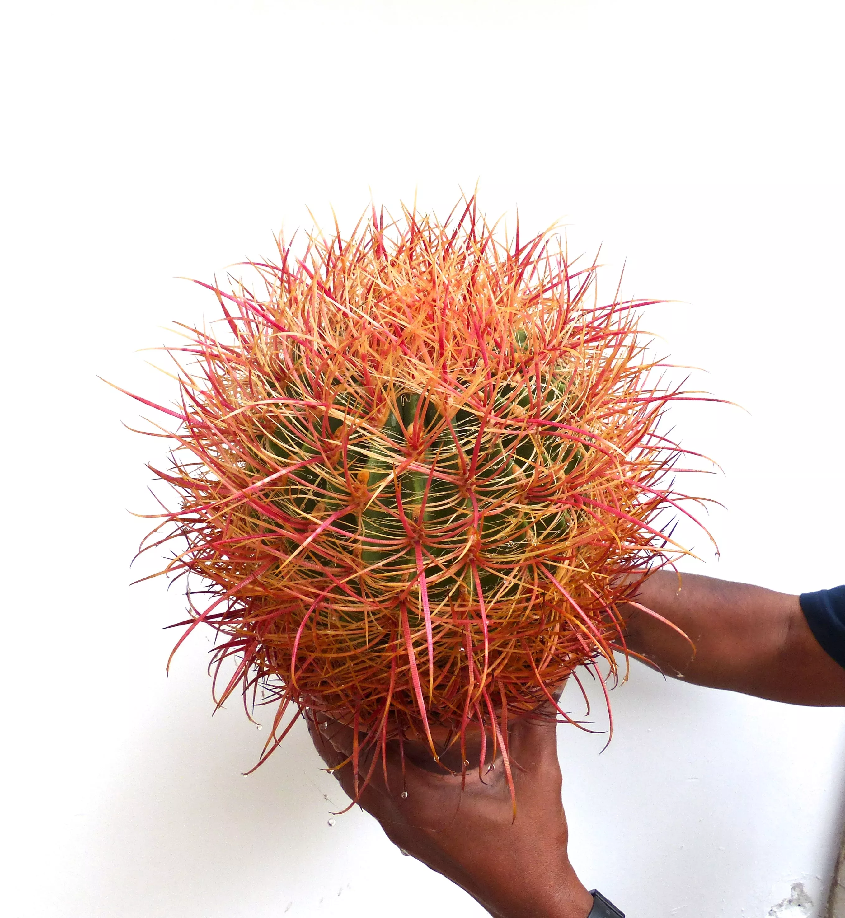 Ferocactus chrysacanthus RED ORANGE SPINES