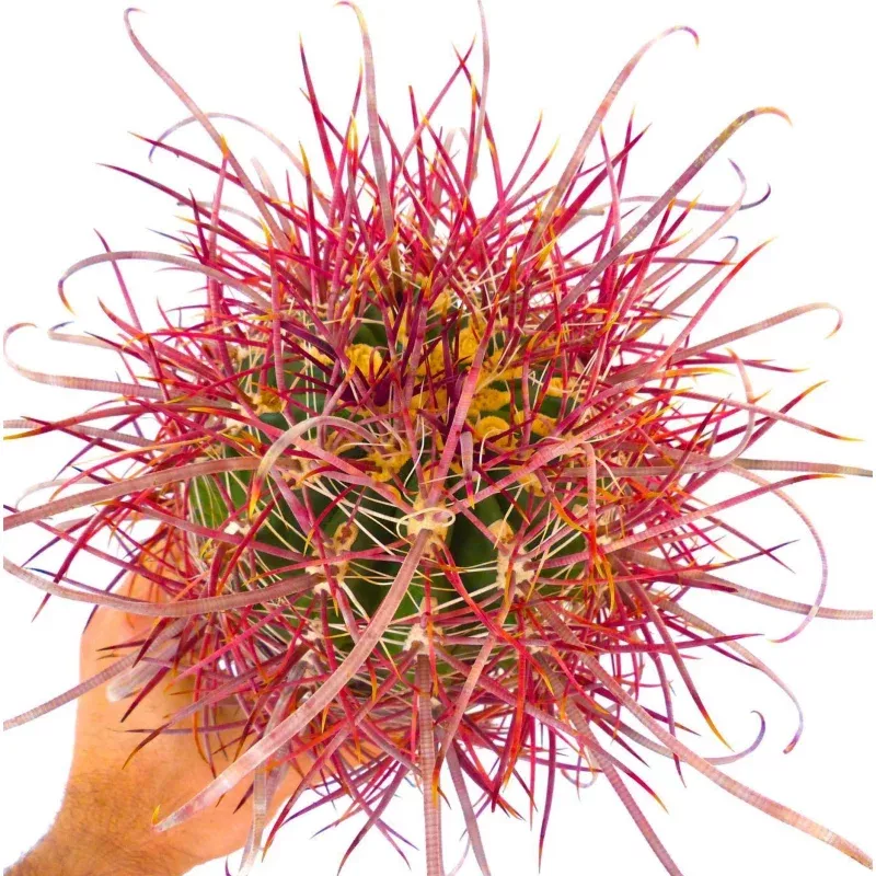 Ferocactus cylindraceus lecontei EXTRA RED SPINES SAB2
