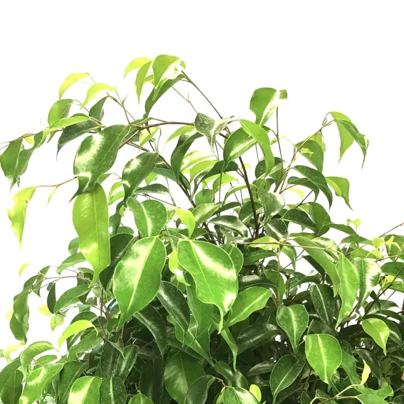 Ficus, 10in, Midnight Standard