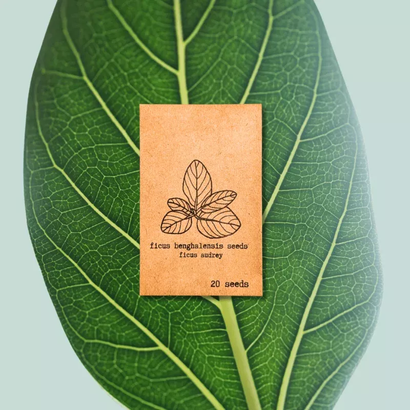 Ficus Benghalensis 'Ficus Audrey' Seeds