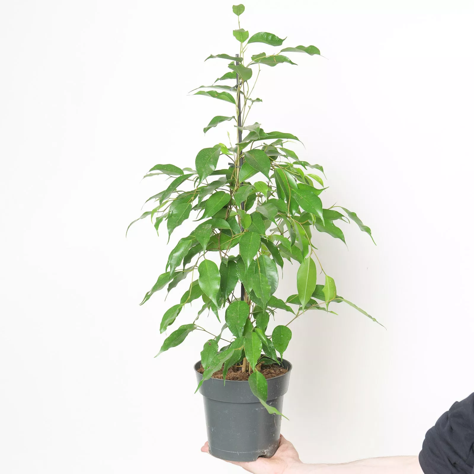 Ficus benjamina 'Danita'