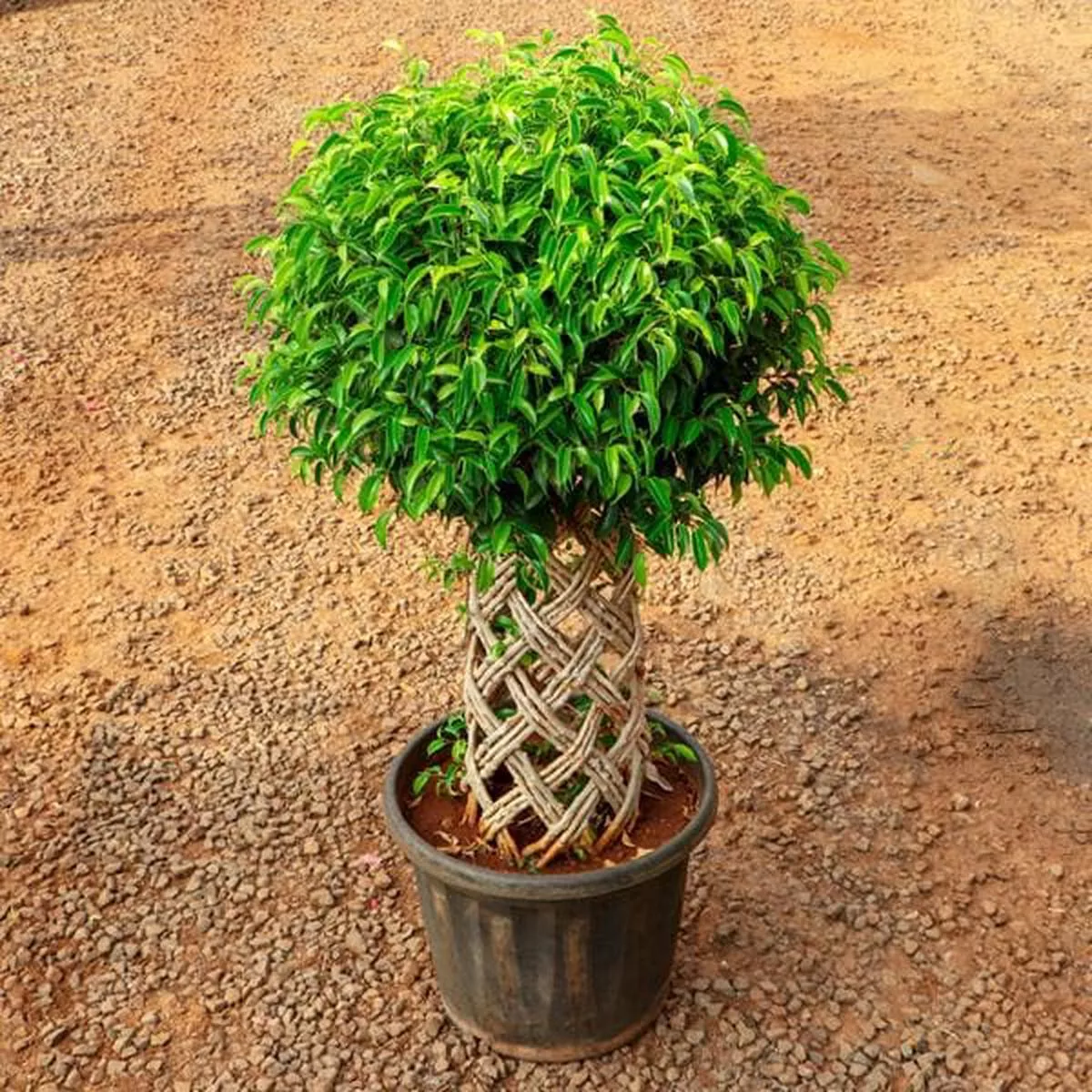 Ficus Cage Shape 150cm – Plant