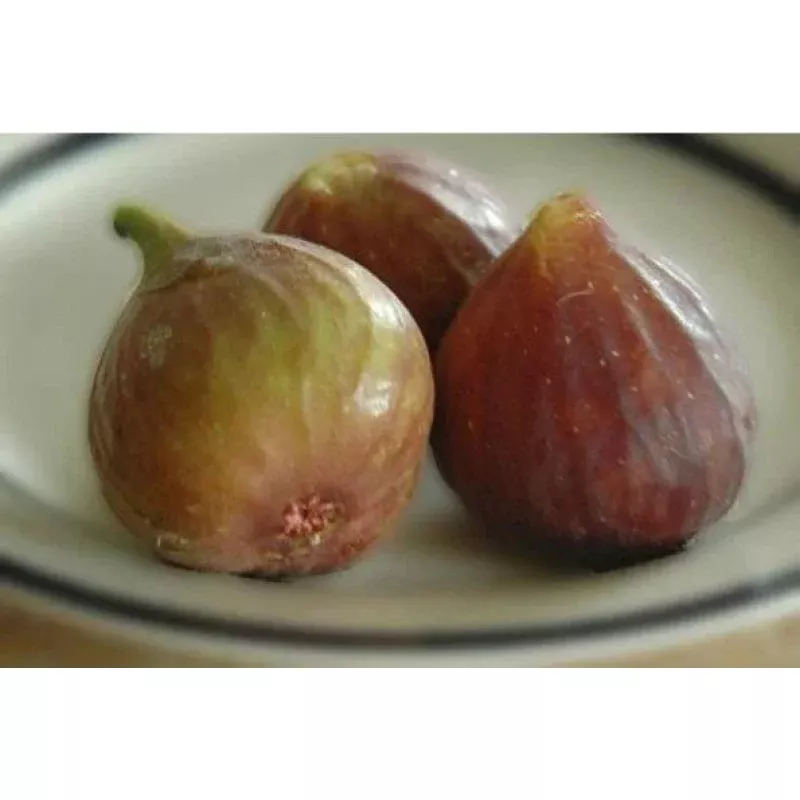 Ficus carica ‘Celeste’ Fig Live Plant Cuttings – Offer of Three