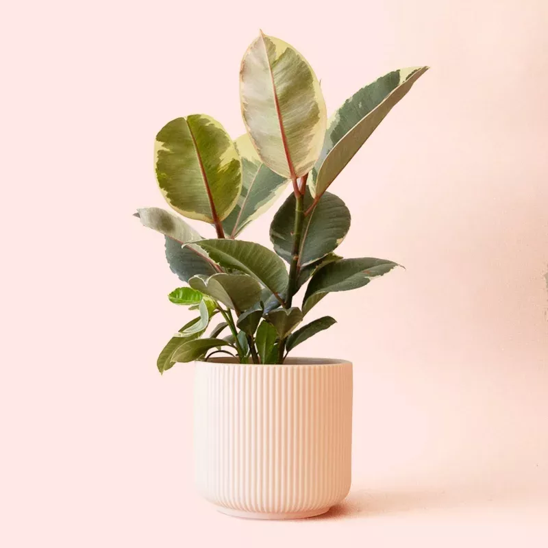 Ficus Elastica | Tineke