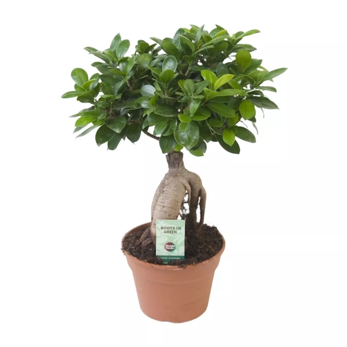 Ficus Ginseng (bonsai) –17cm –40cm