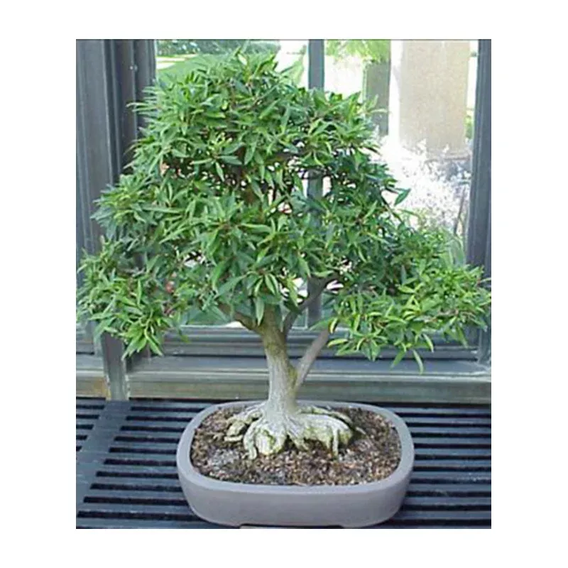 Ficus Salicifolia, Bonsai Tree