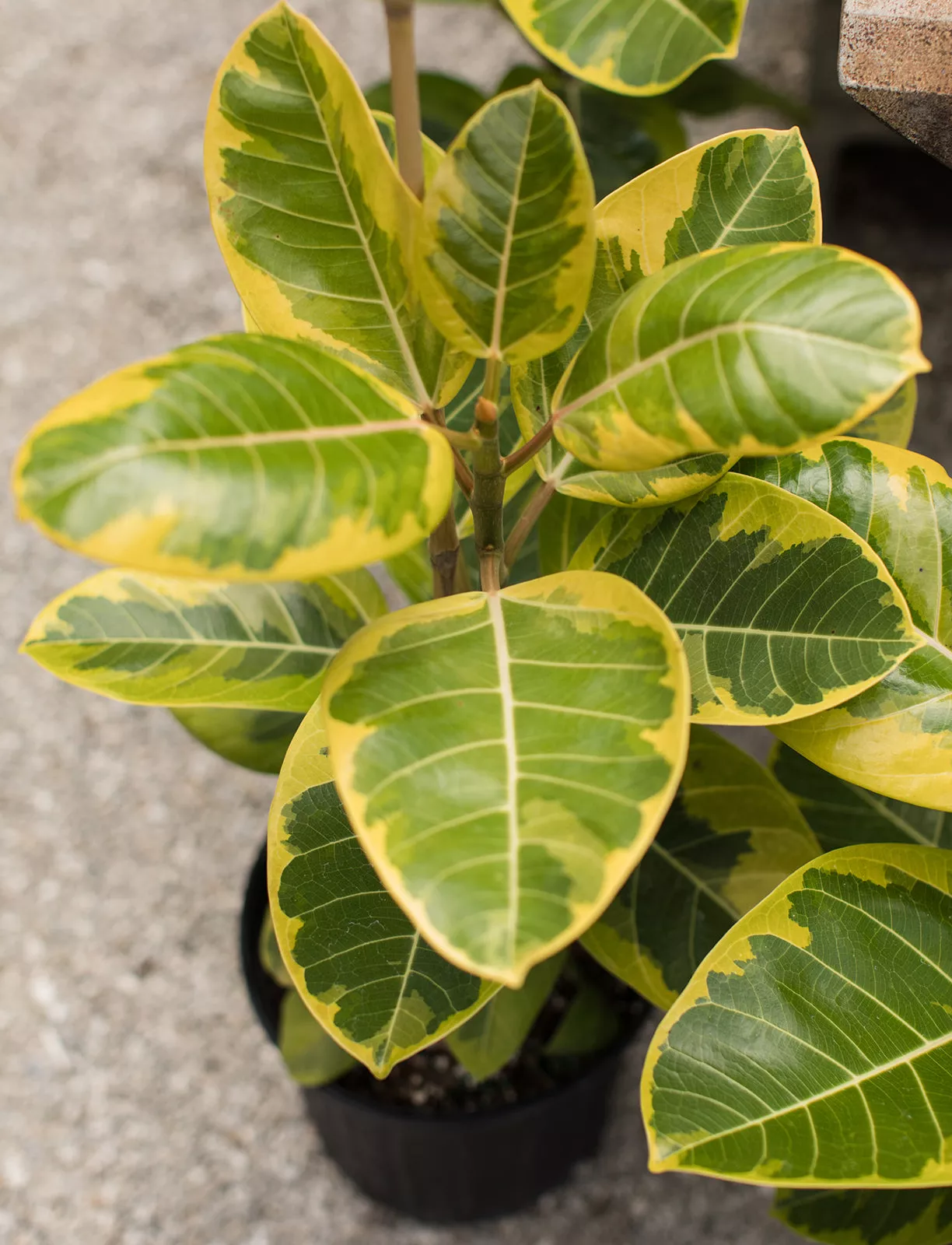 Ficus Yellow Gem (Ficus altssima hybrid)