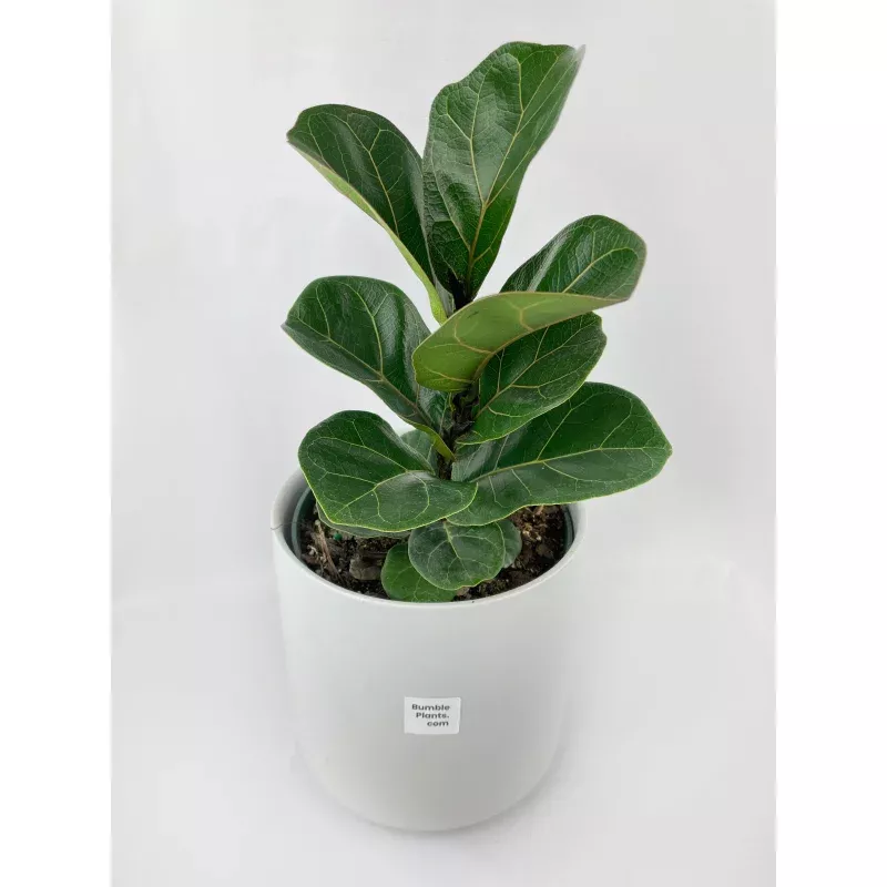 Fiddle Leaf Fig Ficus Lyrata