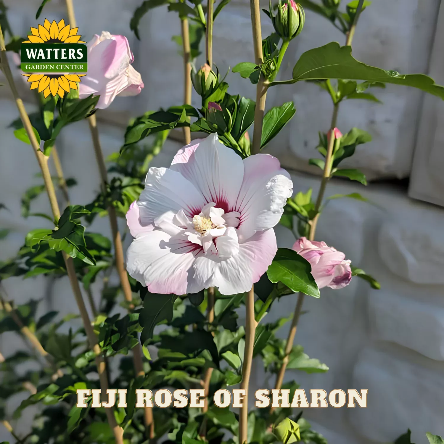 FIJI ROSE OF SHARON 2gal