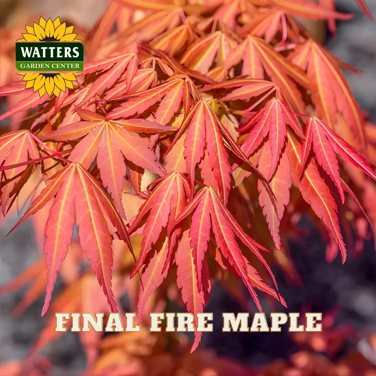 FINAL FIRE JAPANESE MAPLE TREE 6gal