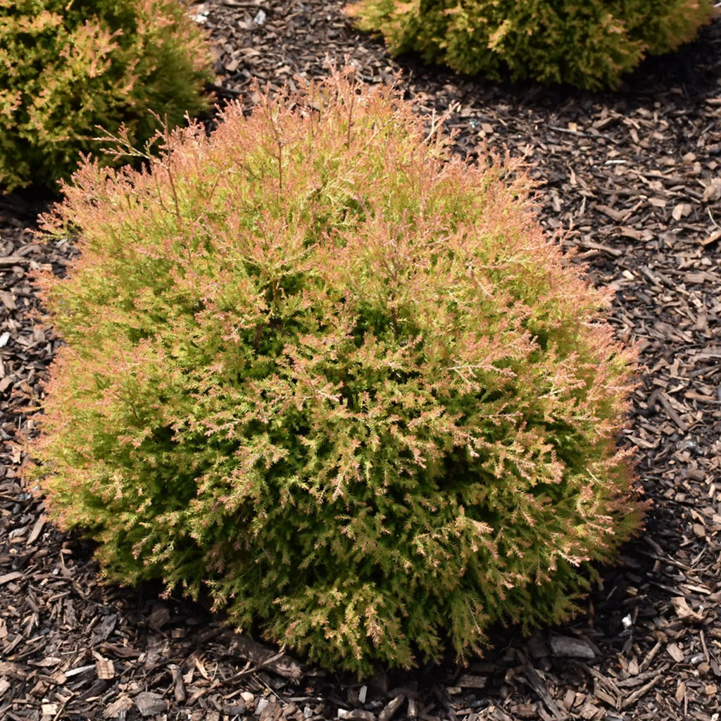 Fire Chief Globe Eastern Cedar # 2 Container