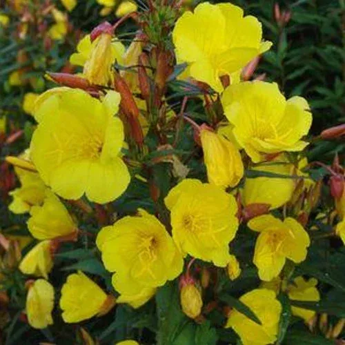 Fireworks Evening Primrose