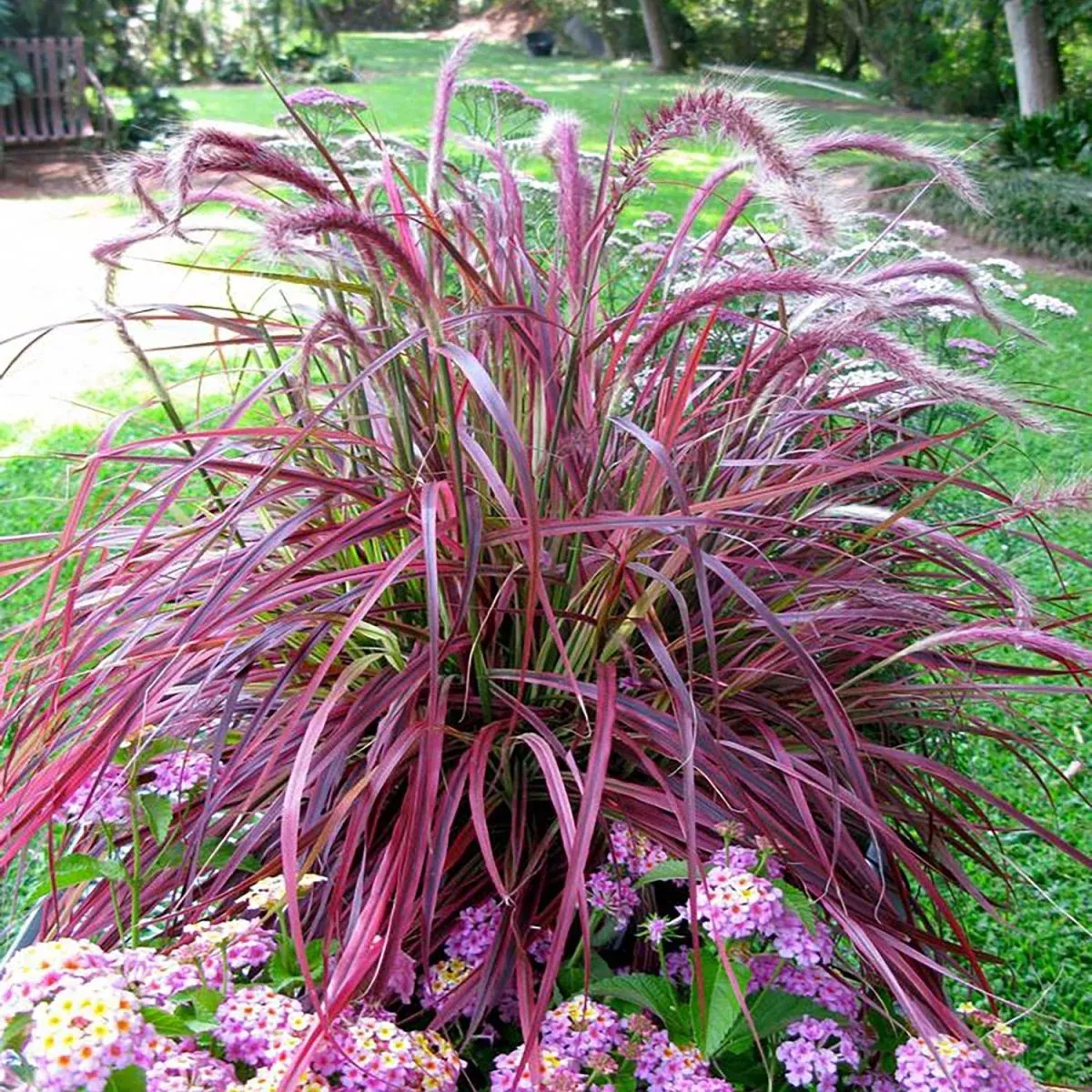 Fireworks Fountain Grass
