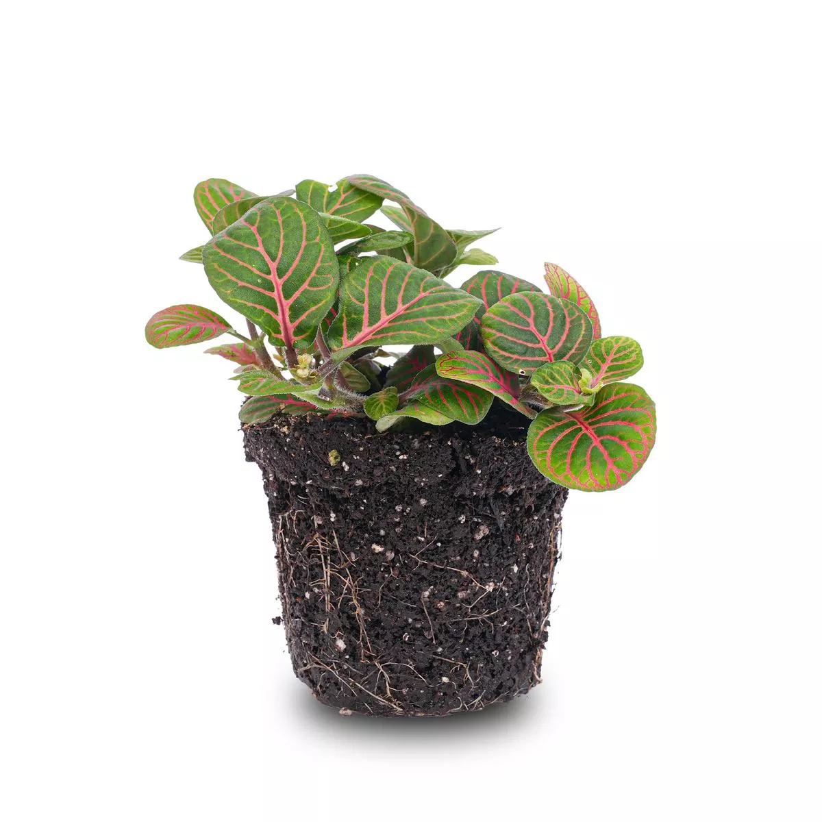 Fittonia Bubble Red – Red and green – Mosaic plant