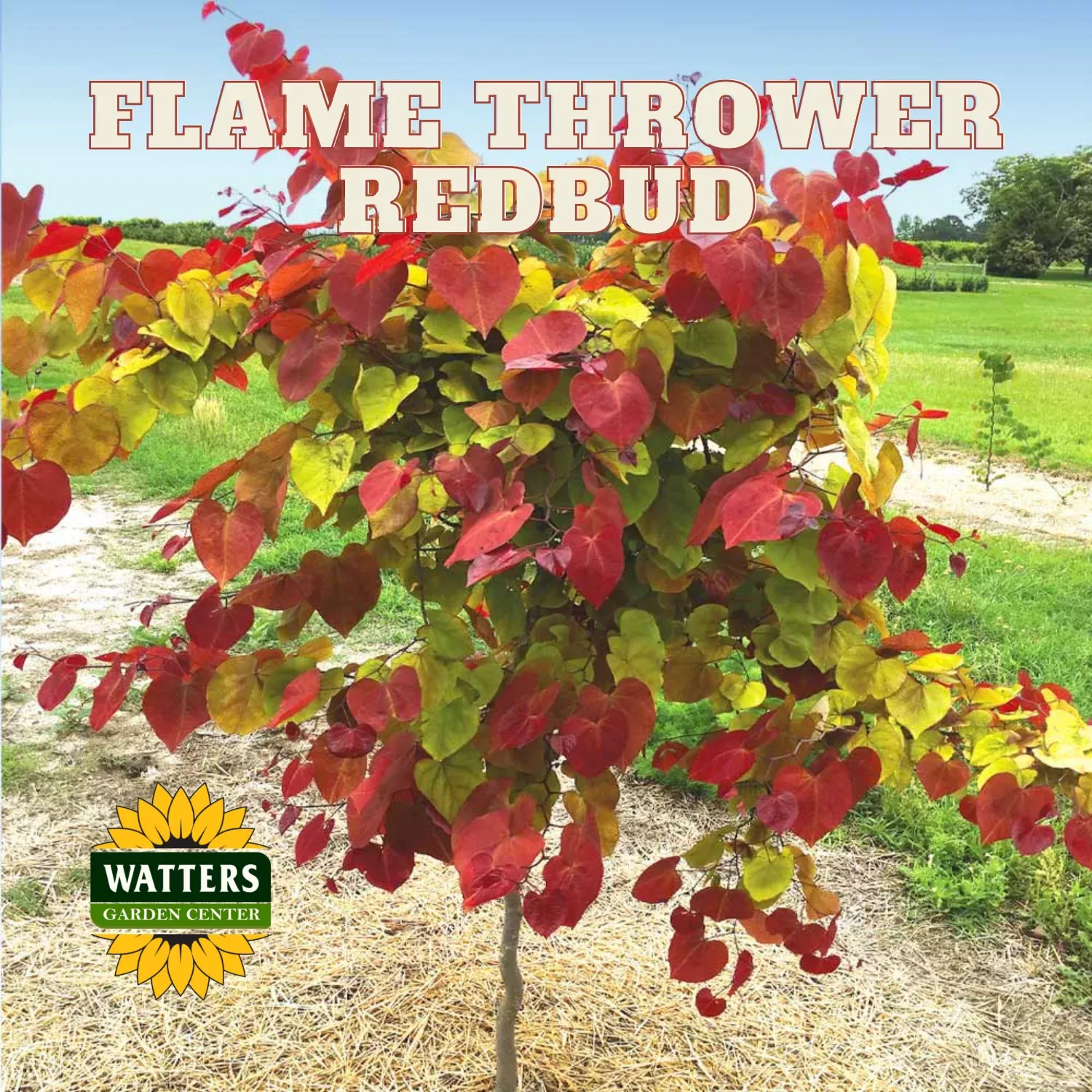 FLAME THROWER REDBUD TREE 5gal