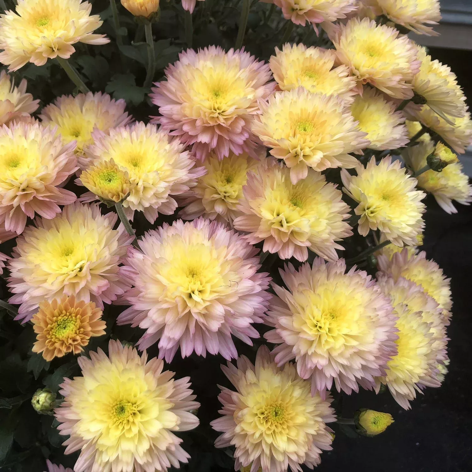 ‘Flamingo Pineapple Pink’ Garden Mum (Chrysanthemum)