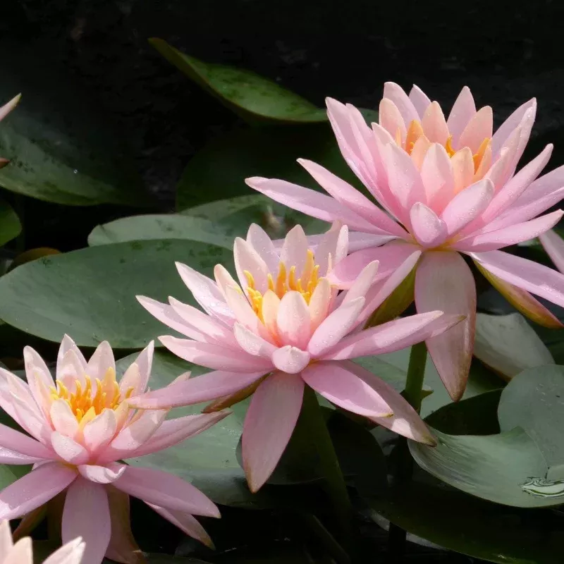 Flamingo Pink Water Lily | Nymphaea 'Colorado'