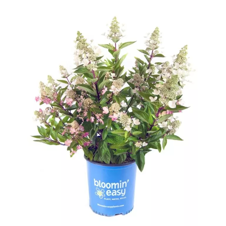 ‘Flare’™ Panicle Hydrangea