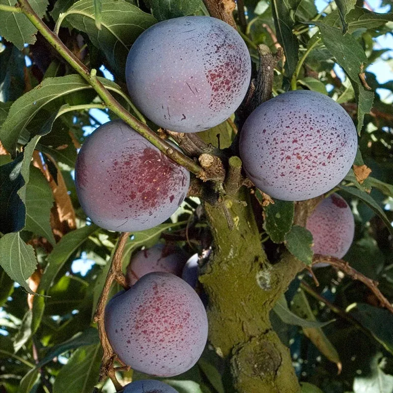 Flavor King Pluot