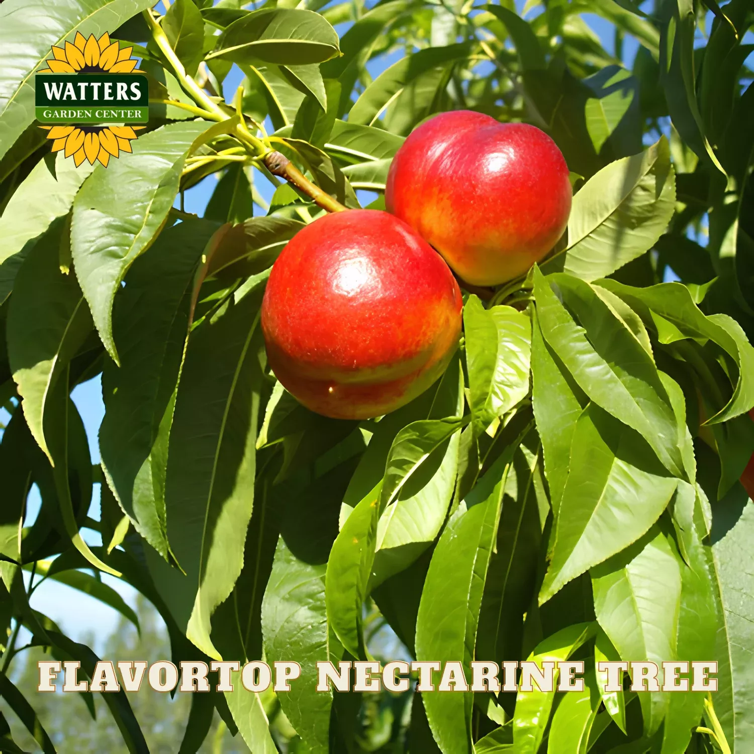 FLAVORTOP NECTARINE TREE 7gal