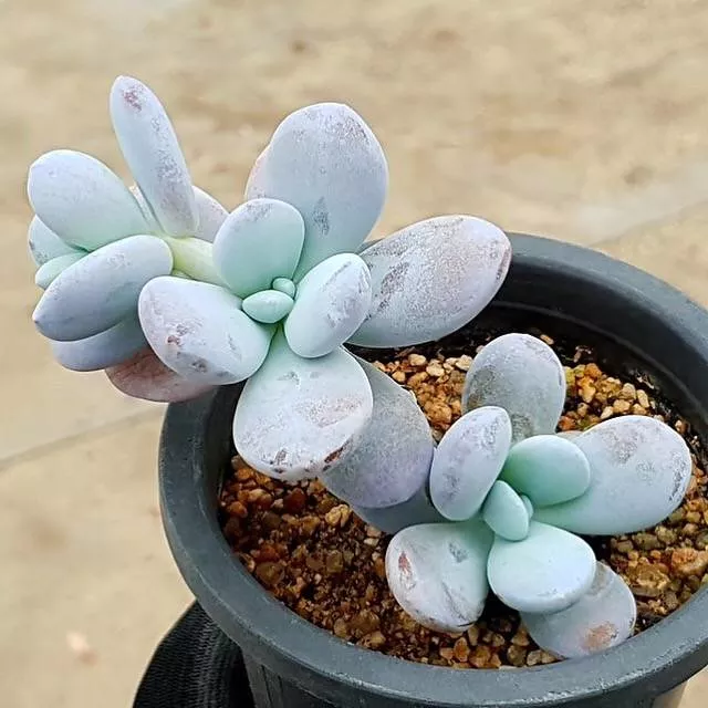 *FLAWED* ‘Kecevana’ Pachyphytum Cuicatecanum, (Not so Random)