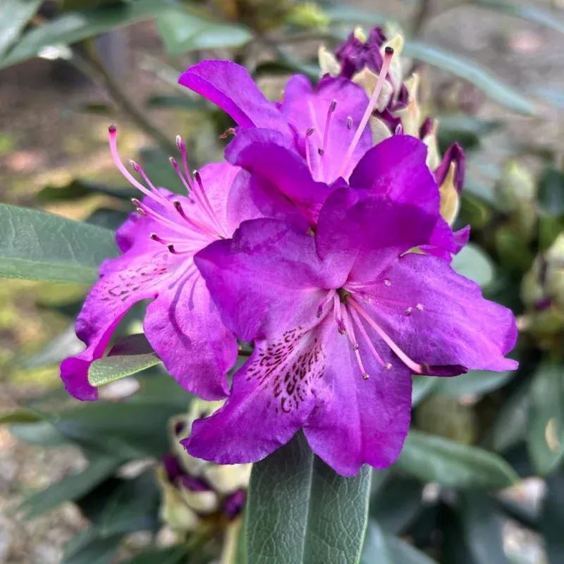 Florence Parks Rhododendron