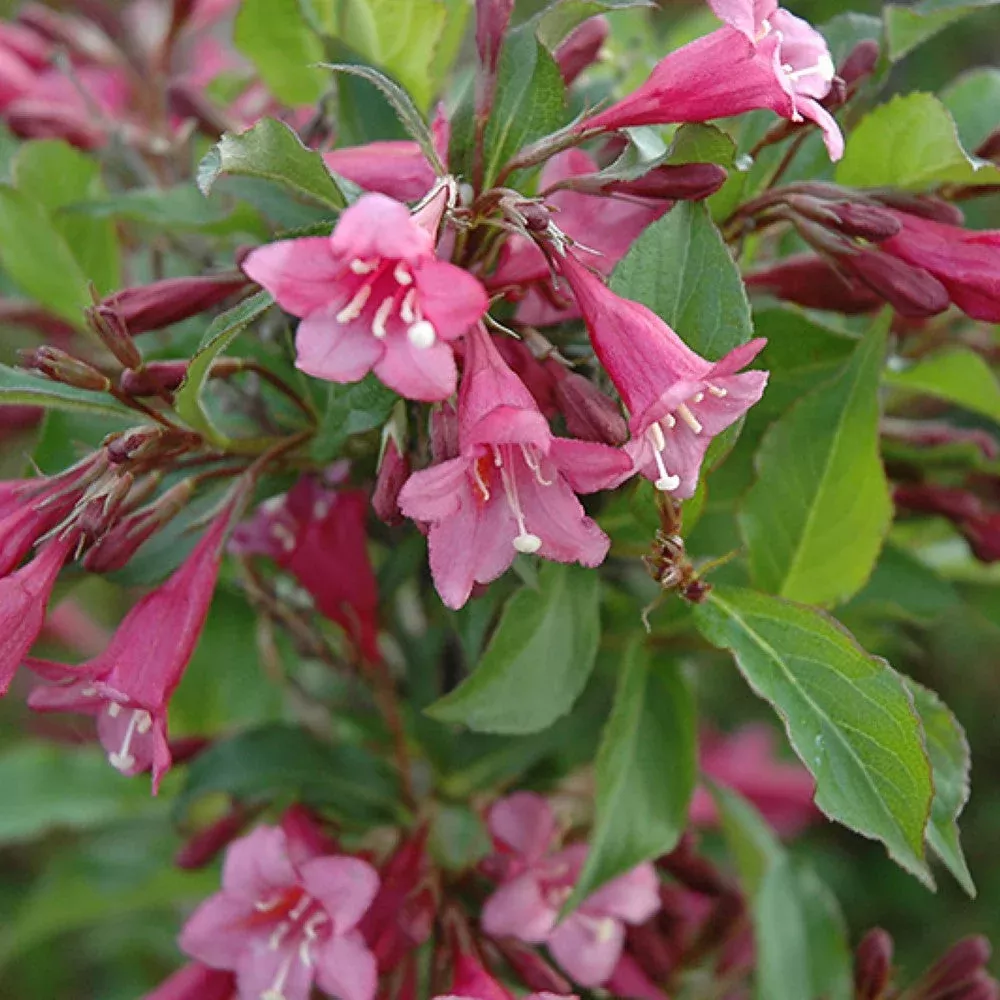 Florida Rumba Weigela – Compact Dark Pink Rebloomer (Weigela florida ‘Rumba’)
