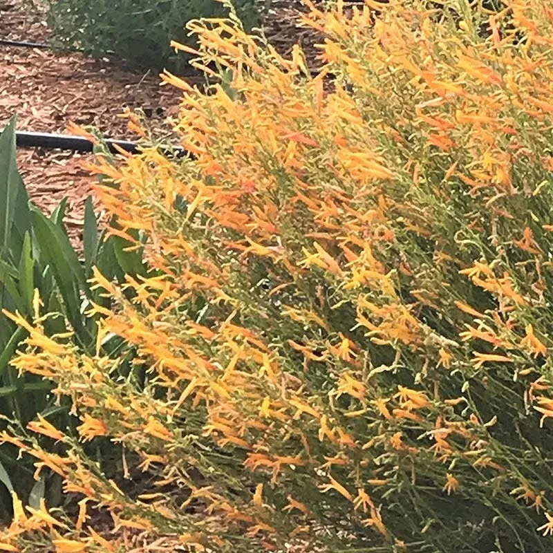 FlowerKisser Citrus Surprise Penstemon