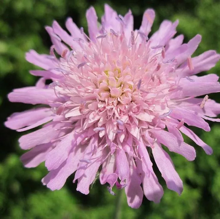 Flutter™ Rose Pink Pincushion Flower