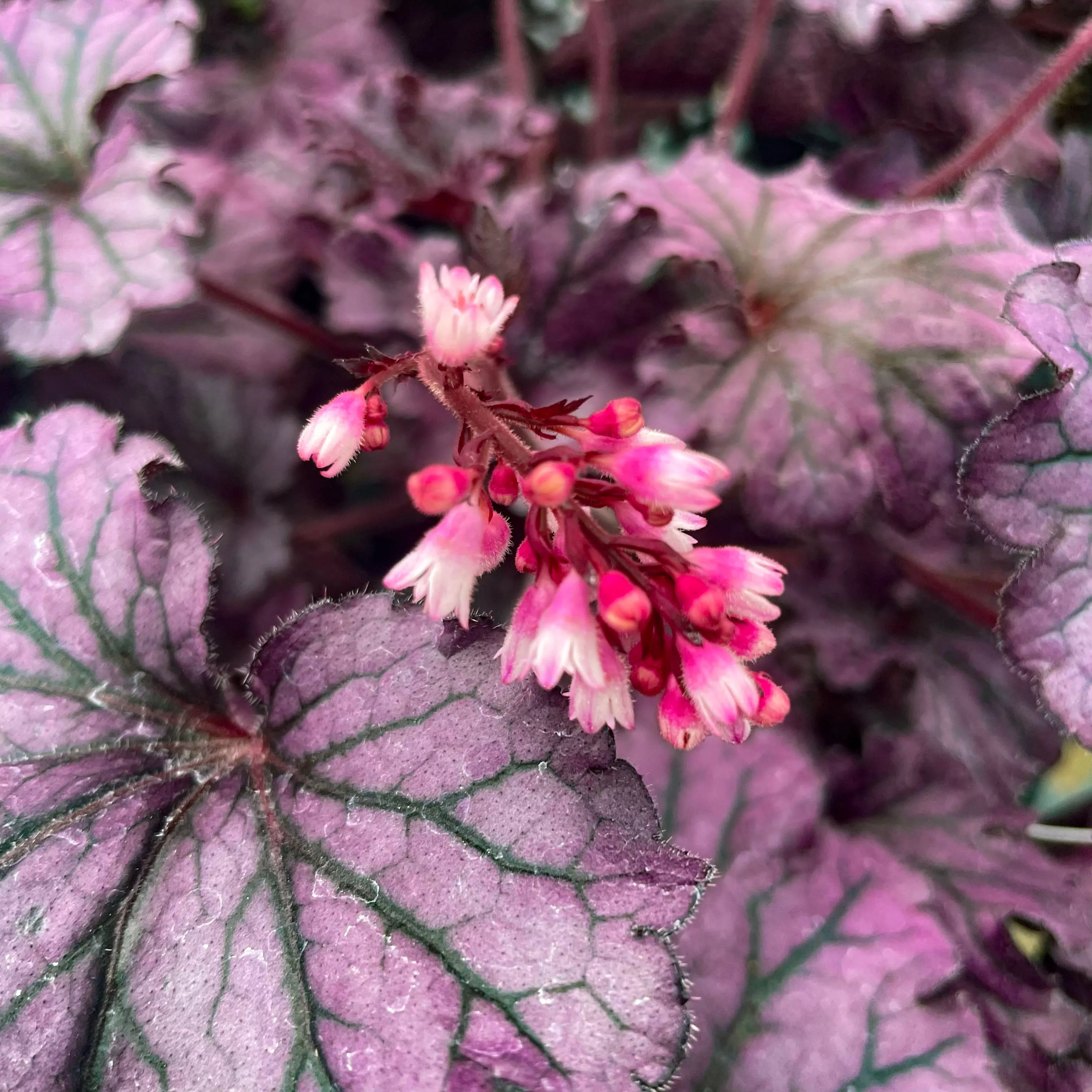 Forever Purple Heuchera (Coral Bells)